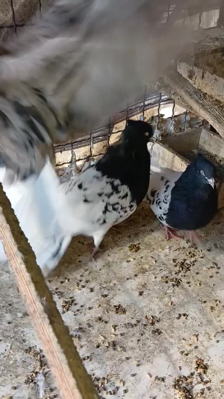 کبوتر کله ای|پرنده|چهاردانگه (تهران), |دیوار