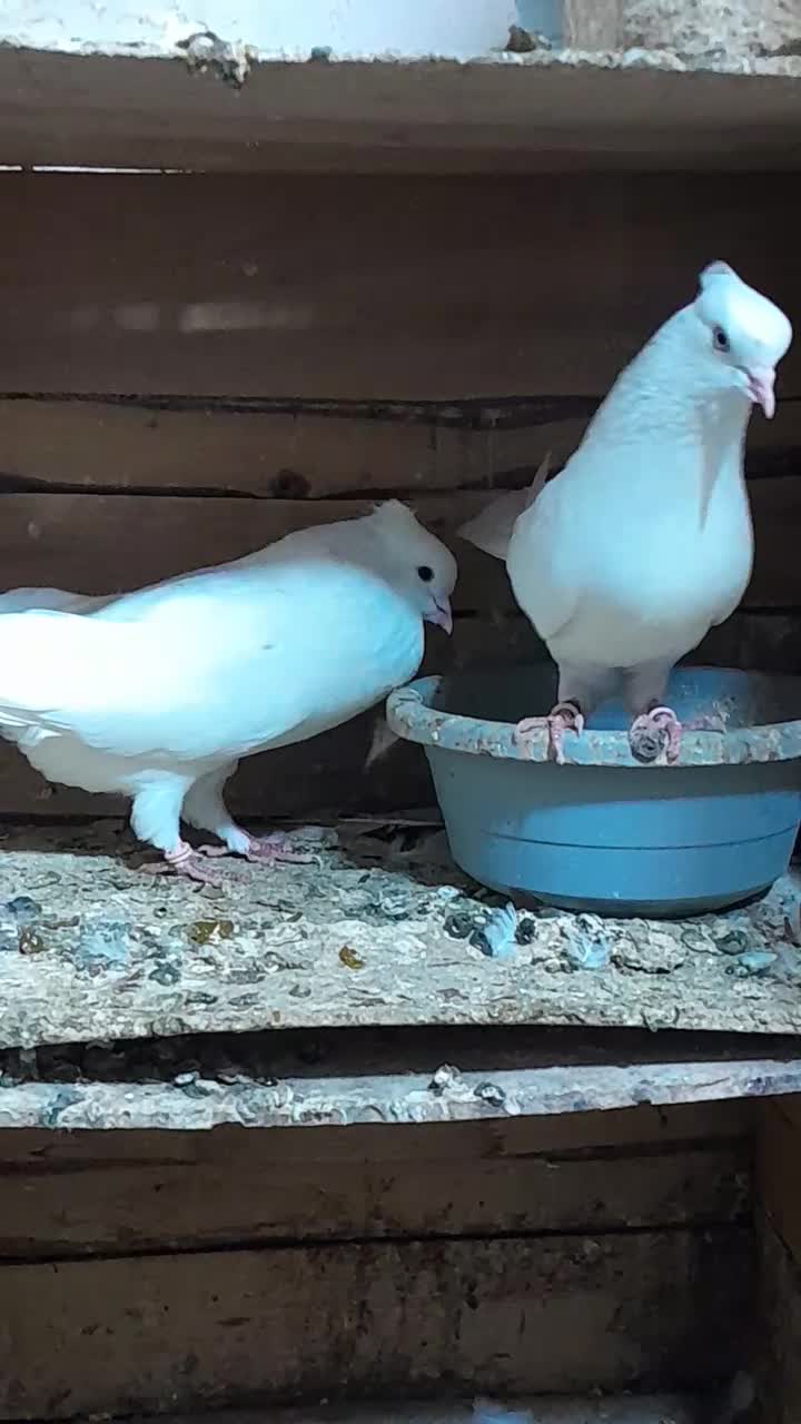 کبوتر|پرنده|گرگان, |دیوار