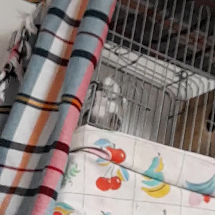 مولد واقعی عروس هلندی عتیقه|پرنده|آستارا, |دیوار