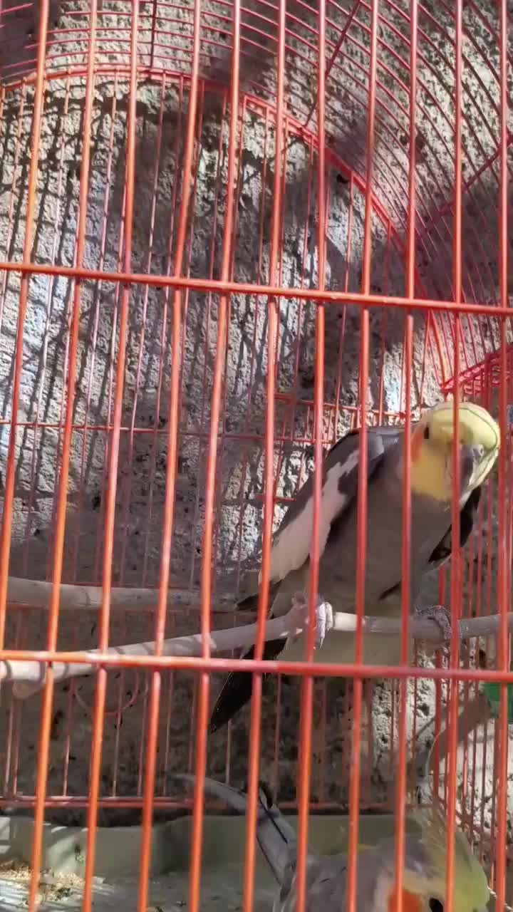 عروس هلندی معاوضه با جفت کبوتر بدرنگ|پرنده|قزوین, |دیوار