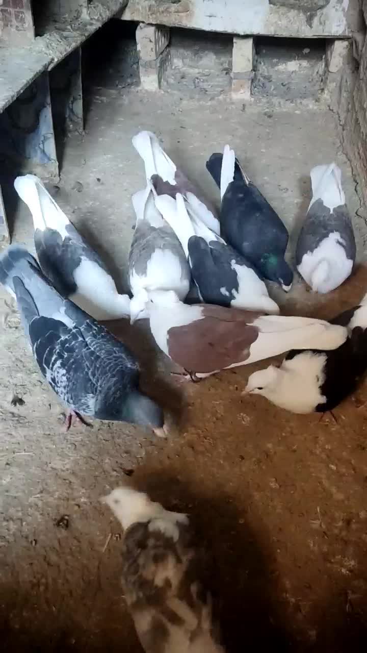 8تا دوبال مهر ماکلی|پرنده|مینودشت, |دیوار