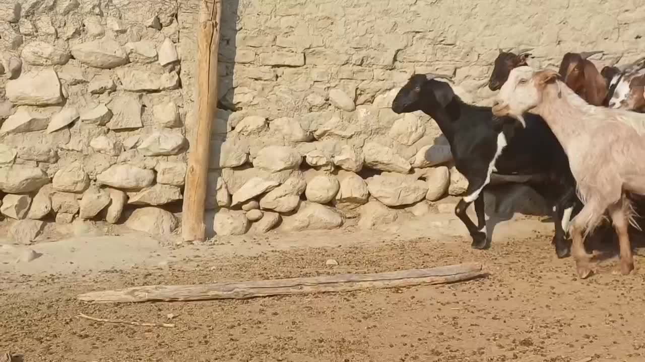۳۰ راس بزکهره دار و ابستن داشتی جوان|حیوانات مزرعه|لامرد, |دیوار