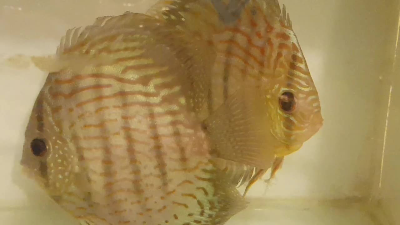 ماهی دیسکس جفت مولد اور سایر|ماهی|اهواز, پادادشهر|دیوار