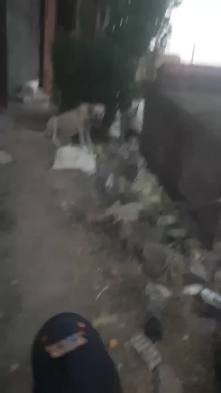 ماده سراب|حیوانات|دهگلان, |دیوار