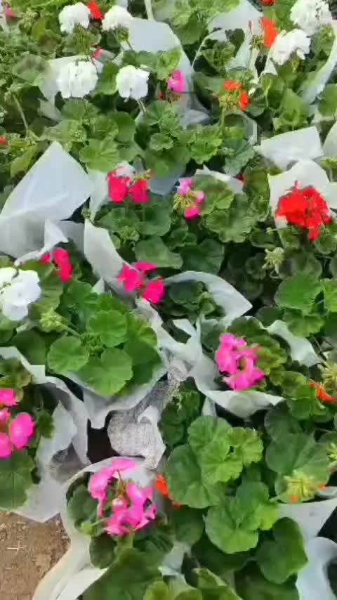 انواع گل ها آپارتمانی بیرونی|گل و گیاه طبیعی|نیشابور, ناسیونال|دیوار