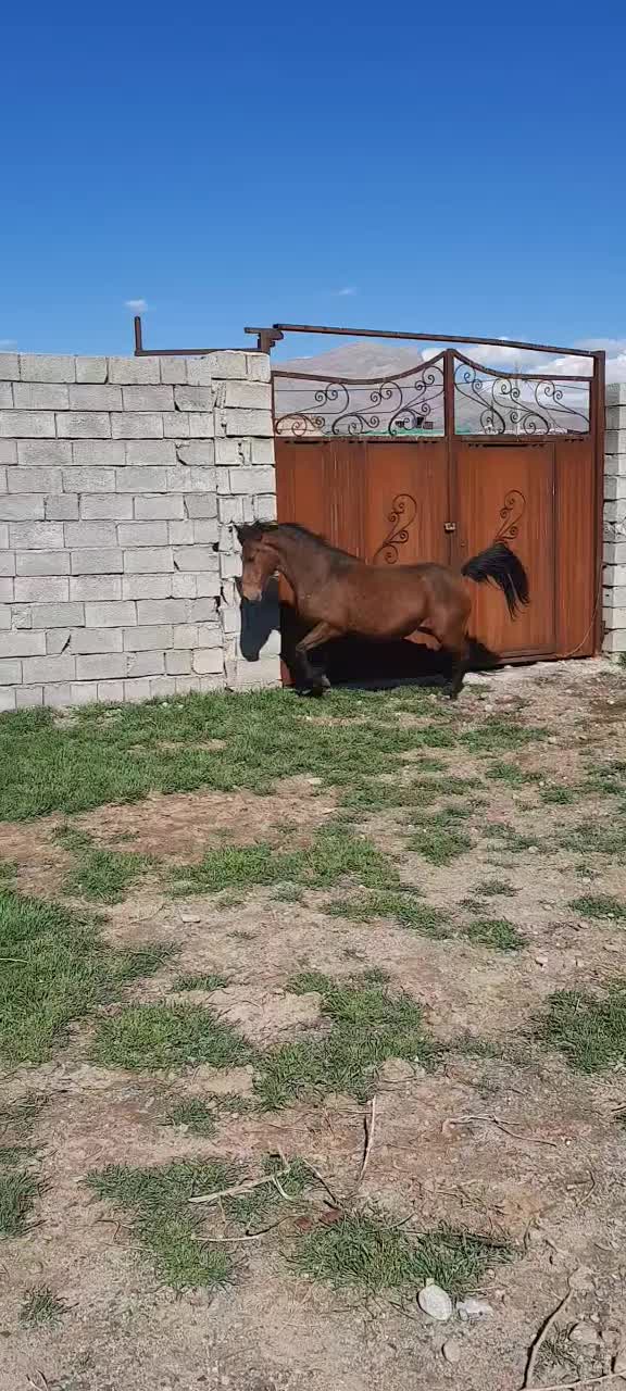 اسب سواری|اسب و تجهیزات اسب‌سواری|کنگاور, |دیوار