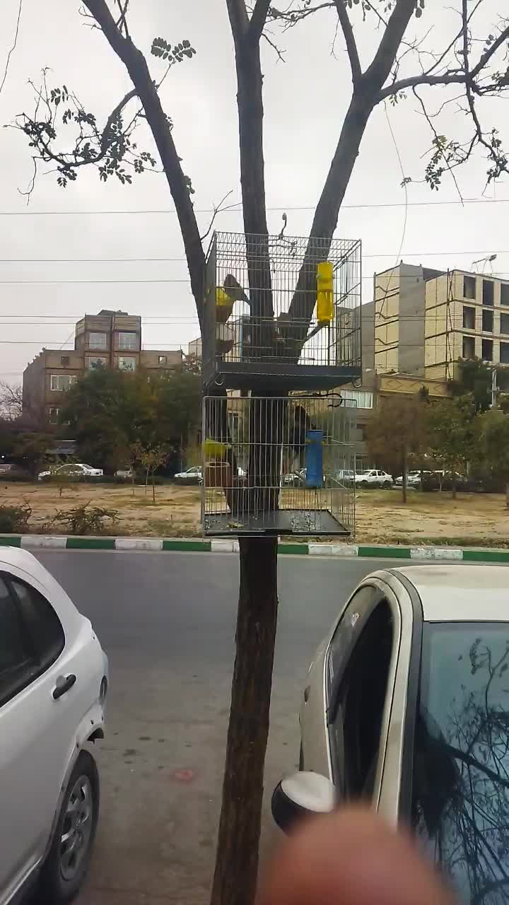 سهره کرمانی مست خون گلبسر مست خون|پرنده|مشهد, کوی المهدی|دیوار