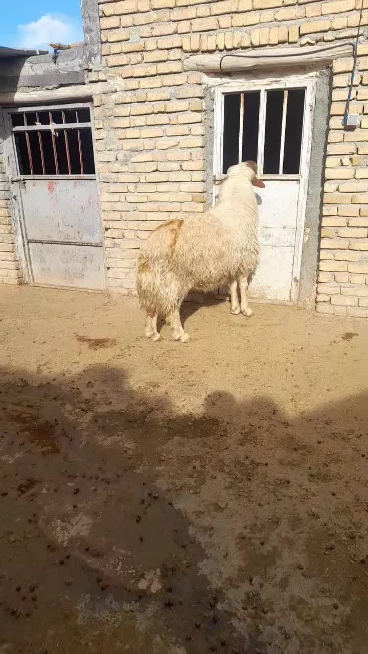 قوچ سنجابی|حیوانات مزرعه|کامیاران, |دیوار