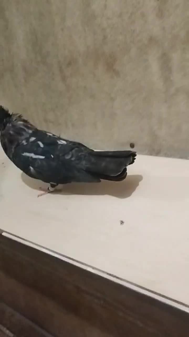 سرک تافتای سرور|پرنده|شیراز, کوی زهرا|دیوار