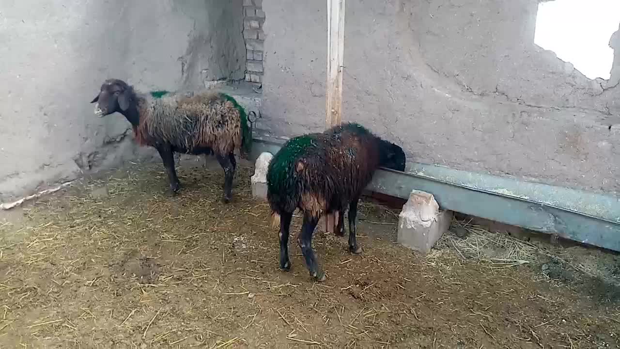 2راس میش آبستن، تخفیف ویژه برای روز مادر|حیوانات مزرعه|کدکن, |دیوار