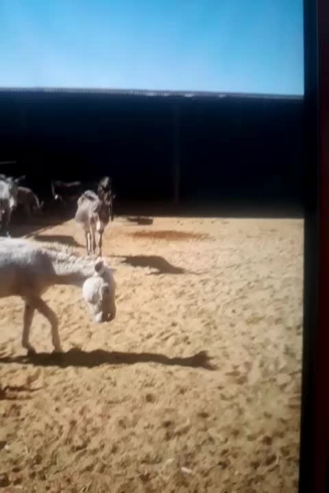 شیر الاغ شیر خر|خوردنی و آشامیدنی|رضویه, |دیوار