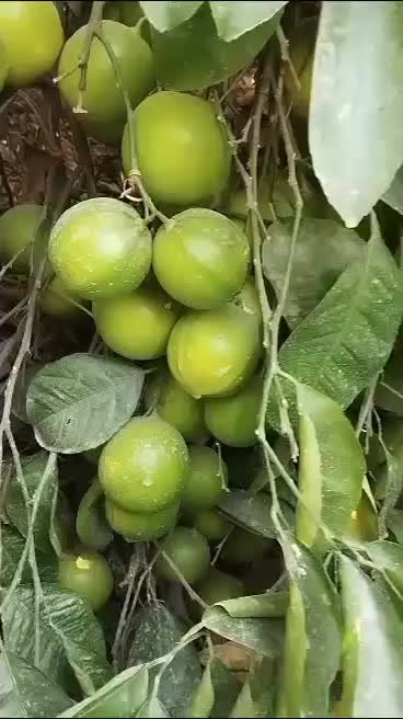 قرص کود گیاه|گل و گیاه طبیعی|قشم, |دیوار