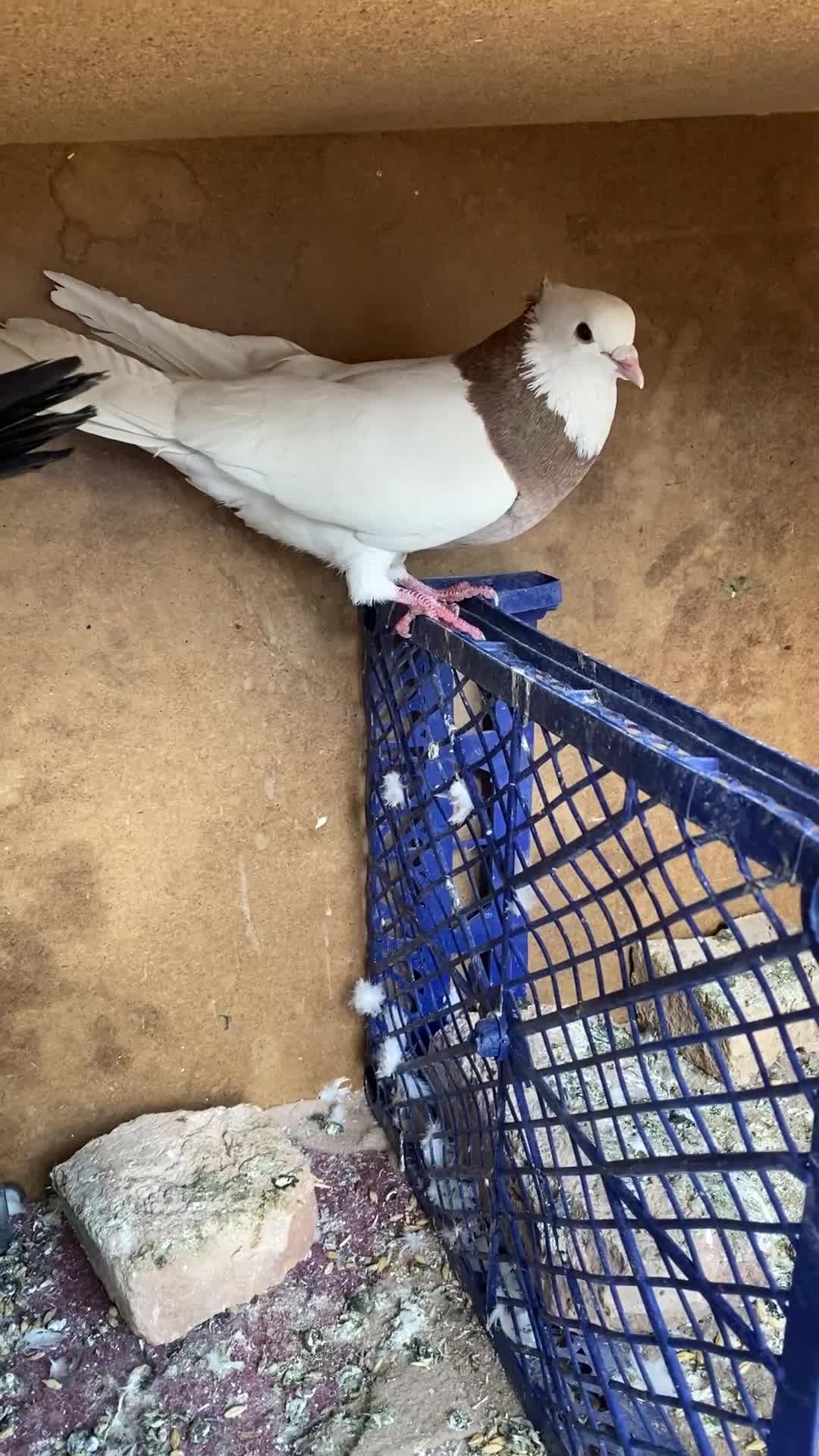 طوقی زرد نر|پرنده|شهرکرد, |دیوار