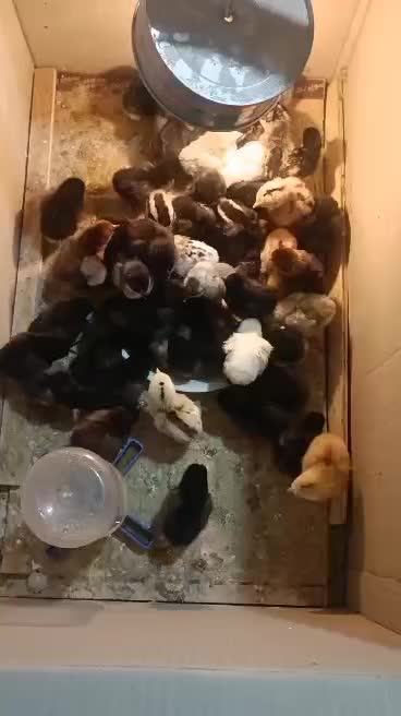 جوجه گلین|حیوانات مزرعه|شیراز, پودنک|دیوار