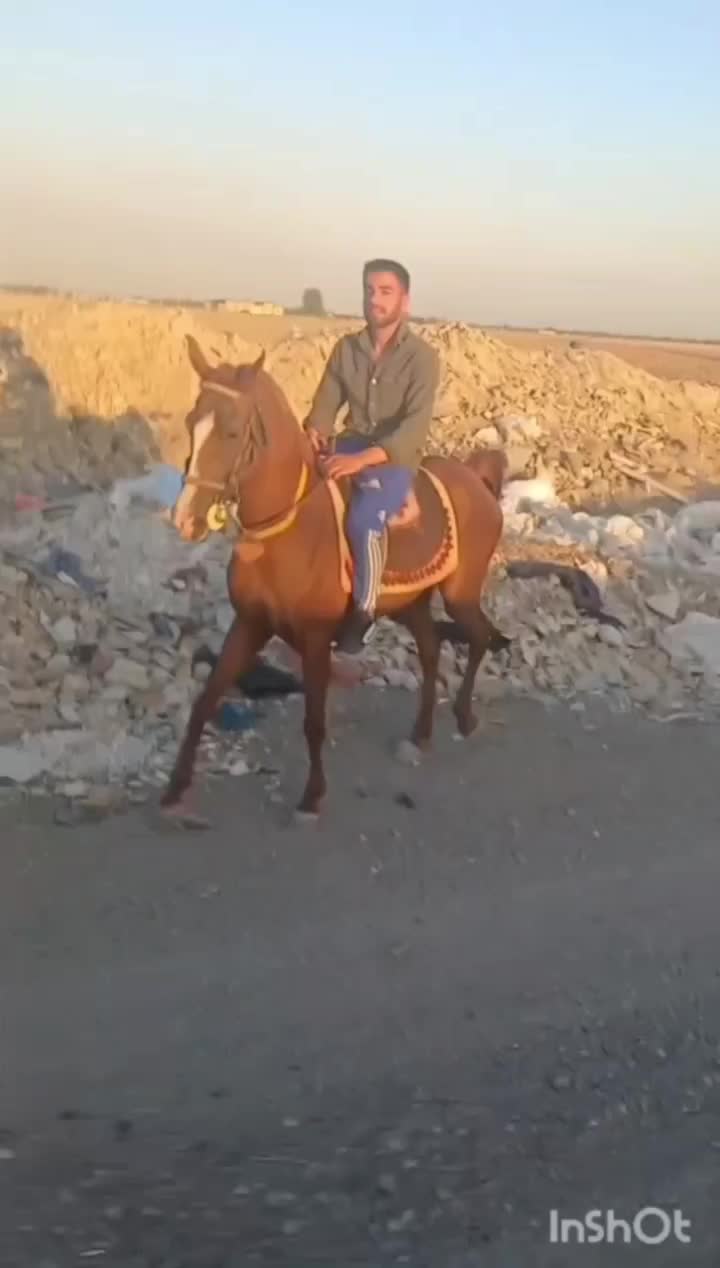 اسب نژاد دره شوری|اسب و تجهیزات اسب‌سواری|ری, علایین|دیوار