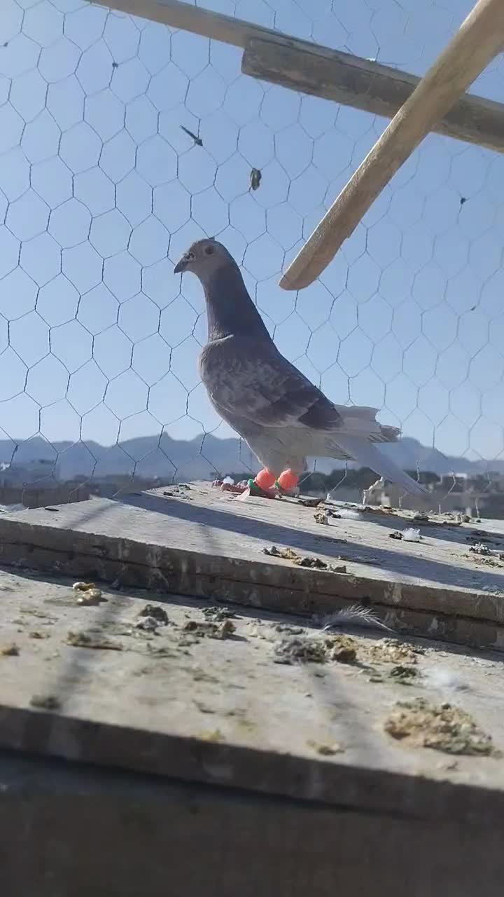 نر اقون پولکی آلمانی|پرنده|تربت‌حیدریه, طالقانی|دیوار