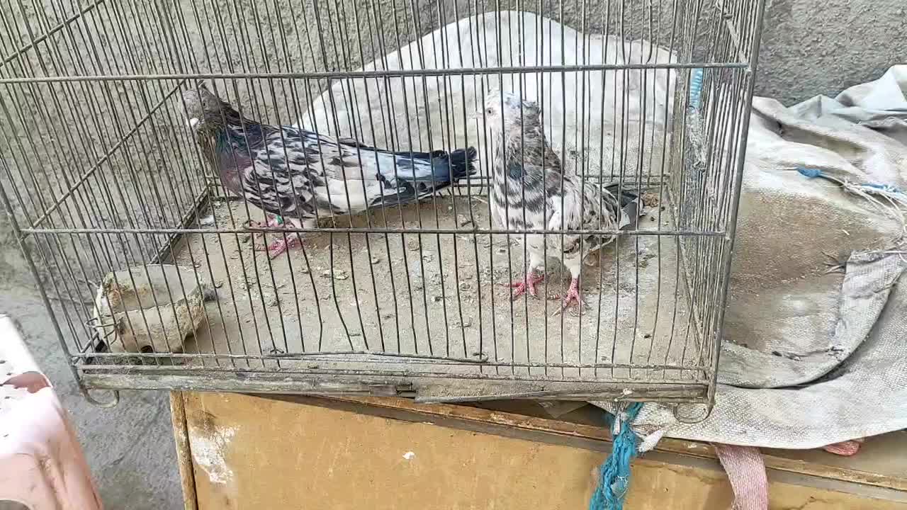 یک جفت سرور آتیشی نر و ماده|پرنده|رباطکریم, آدران|دیوار