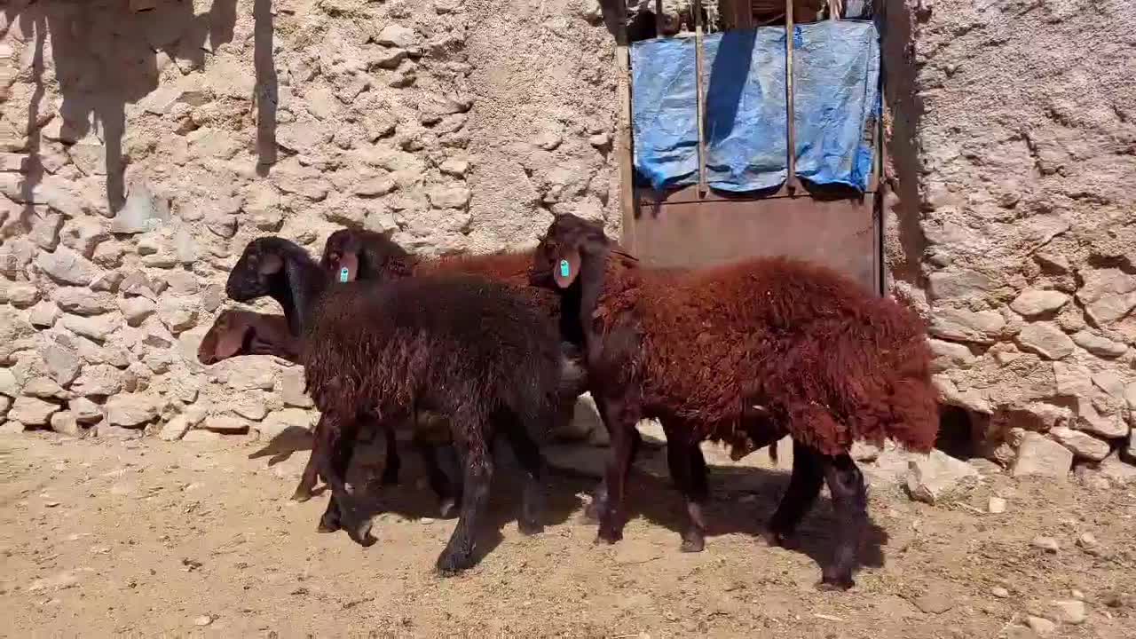 بره قوچ های همو چند قلو زا مرتع رو باتضمین ژنتیک|حیوانات مزرعه|شیراز, ریشمک|دیوار