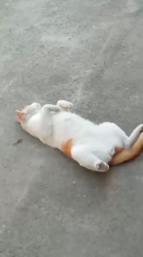 گربه گمشده مژدگانی|حیوانات|رشت, یخسازی|دیوار