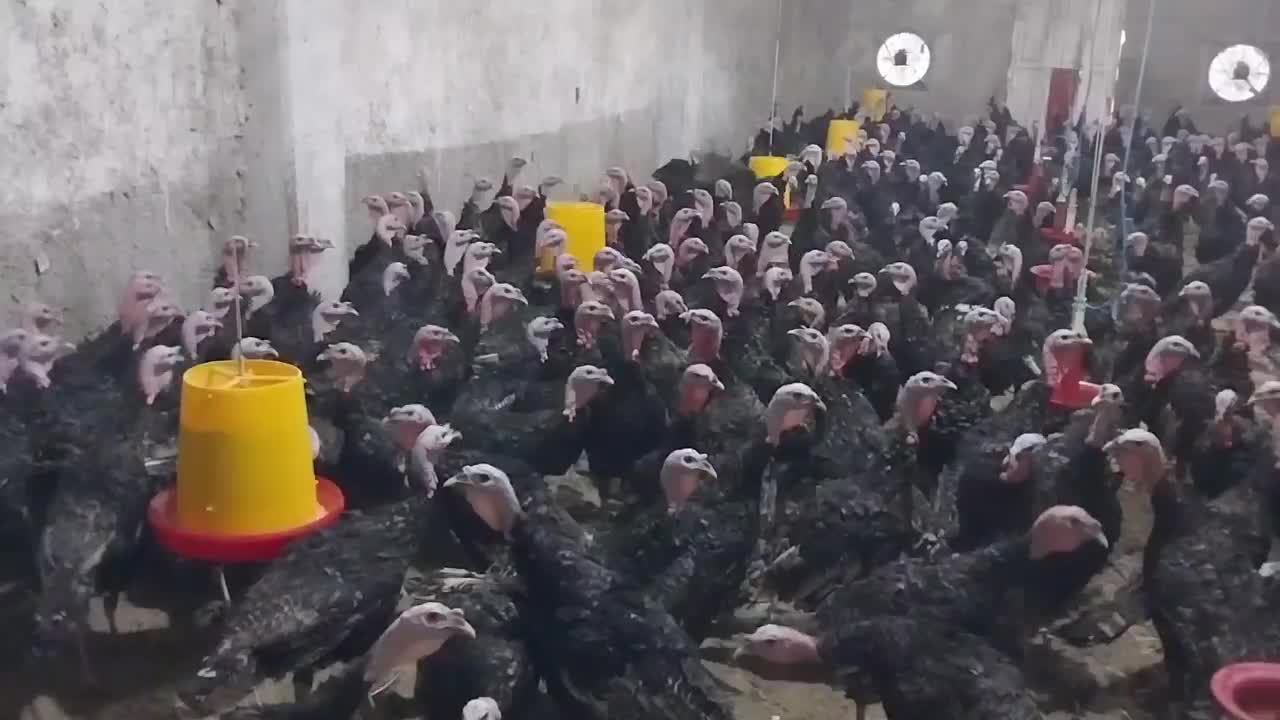 بوقلمون برنز تمام نر جهت پرورش|حیوانات مزرعه|قم, زینبیه|دیوار