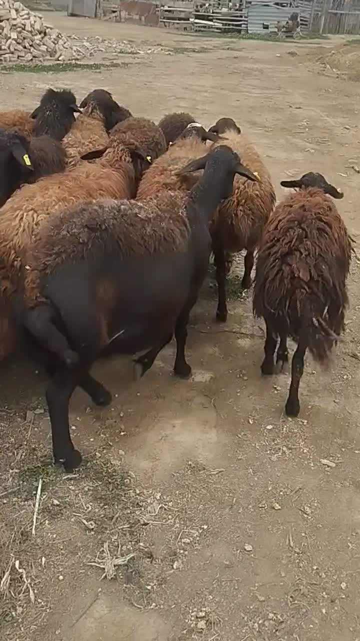 گوسفند|حیوانات مزرعه|سیمین شهر, |دیوار