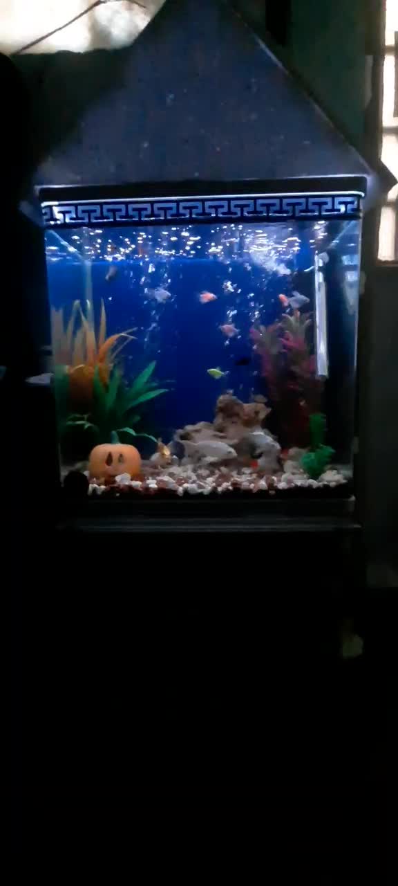 آکواریوم ماهیان گیاهخوار ۶۰×۵۵×۳۵|ماهی|خرمآباد, |دیوار
