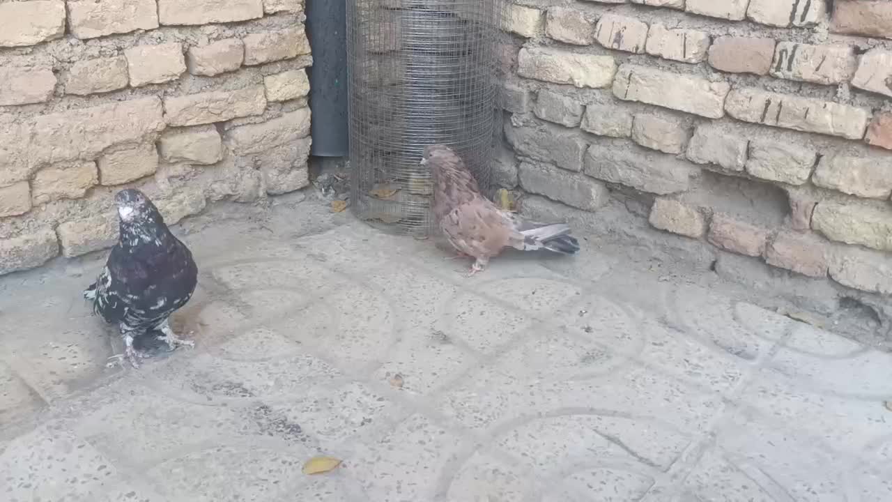 کبوتر سرور و زرد|پرنده|فارسان, |دیوار