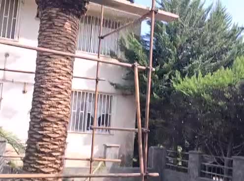 هرس فونیکس. لاوسون . شمشاد|خدمات باغبانی و درختکاری|نوشهر, |دیوار