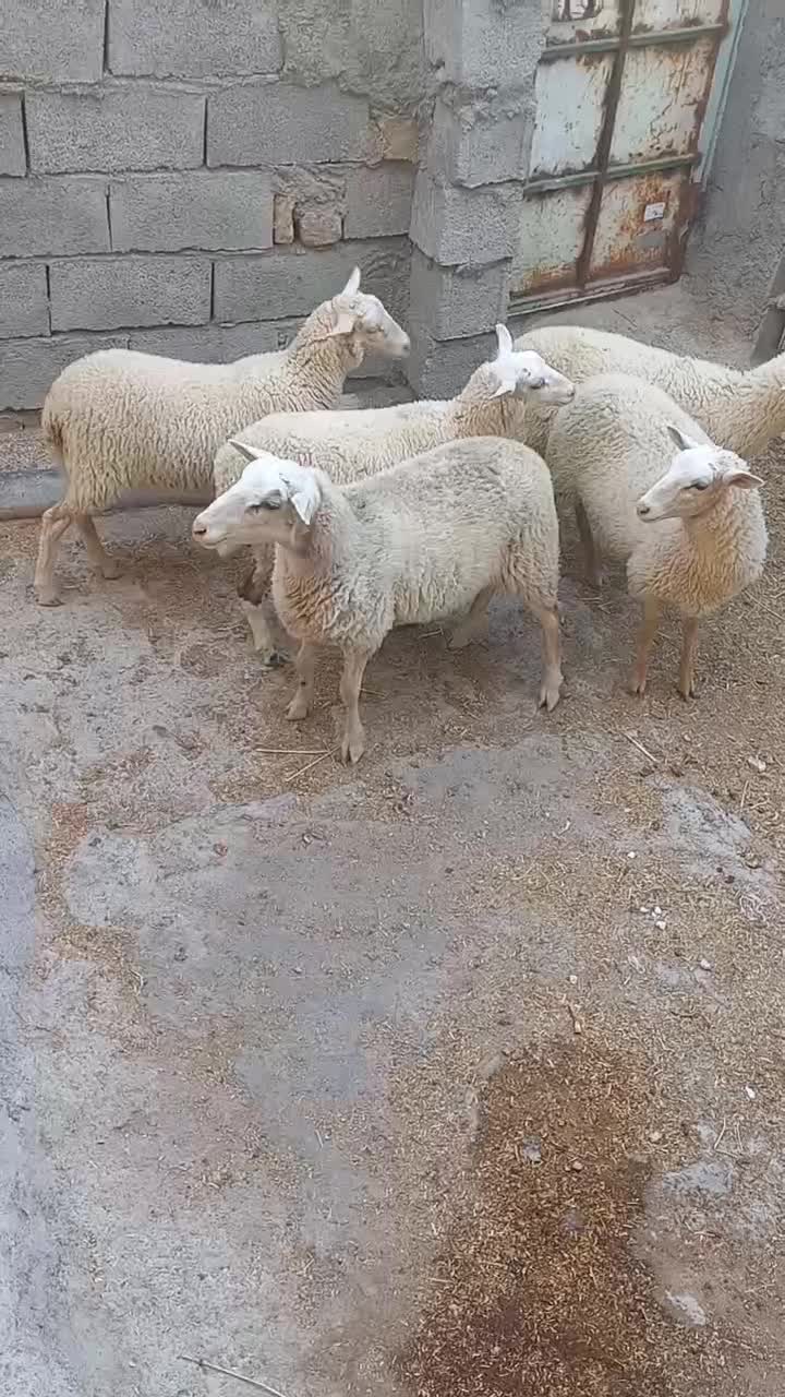 بره نر و ماده نژاد خارجی چند قلوزا و شیری لاروف|حیوانات مزرعه|کاشان, راوند|دیوار