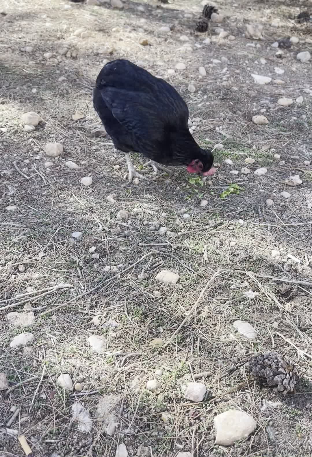 مرغ آراکانا بی دم|حیوانات مزرعه|شیراز, گویم|دیوار