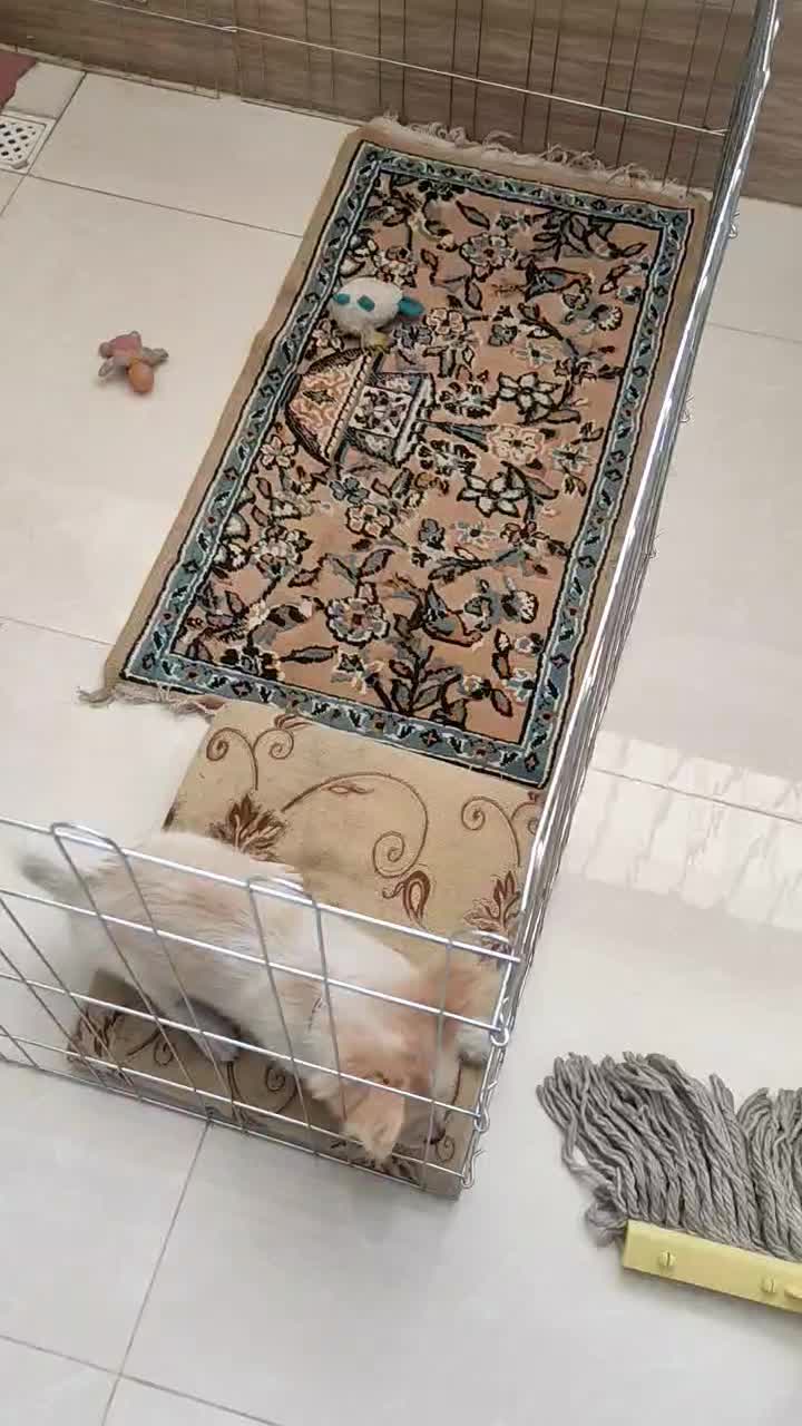 واگذار سگ پامر اشپیتز 8ماهه تربیت شده|سگ|کرمانشاه, |دیوار