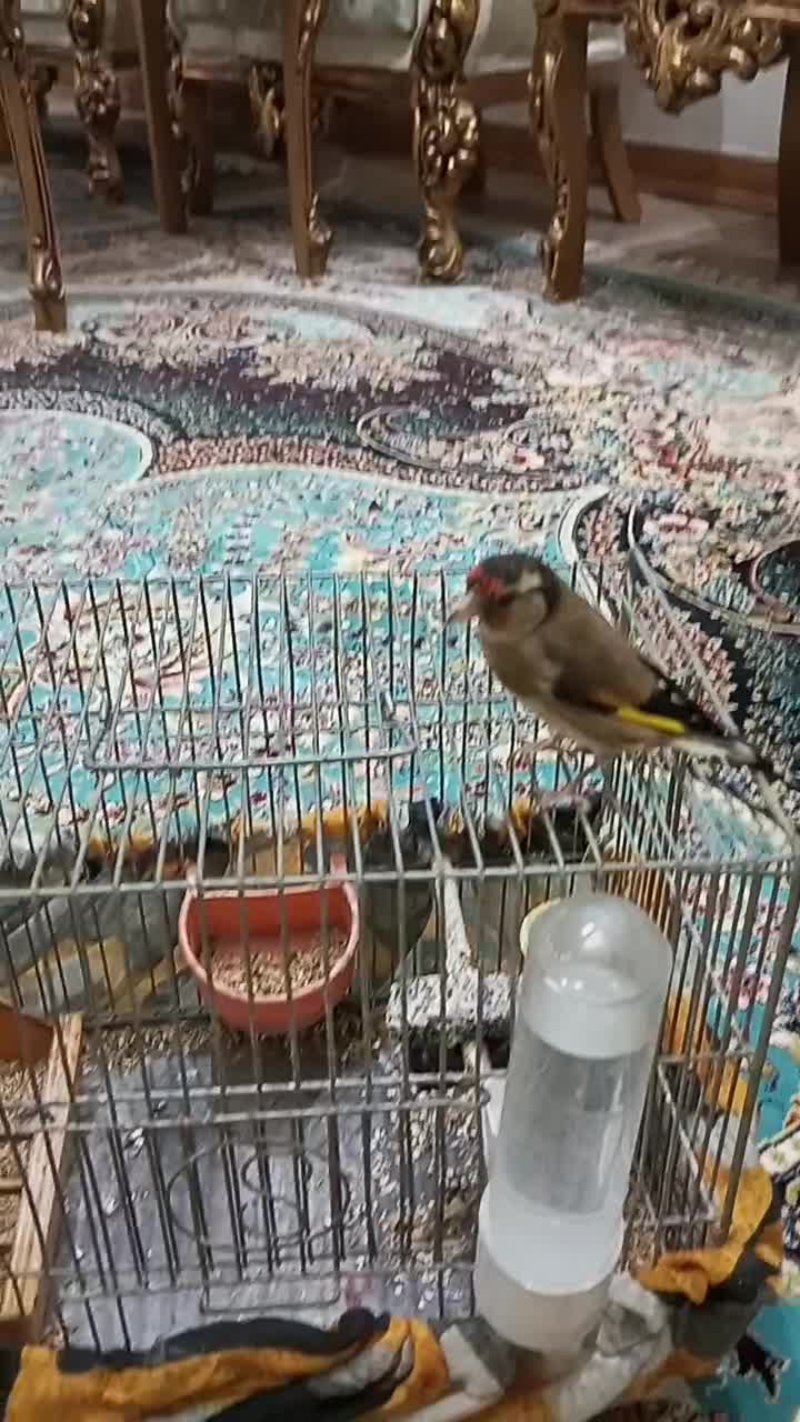 فروش سهره ماده|پرنده|چمستان, |دیوار