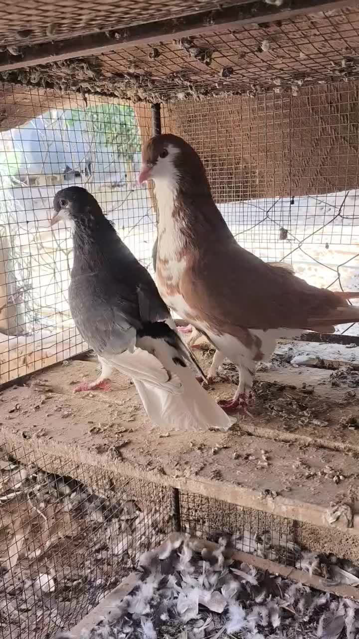 شهری و چپ|پرنده|فسا, |دیوار