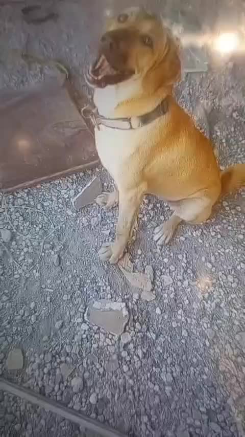 واگذاری ماده پژدر|سگ|قم, دانش|دیوار