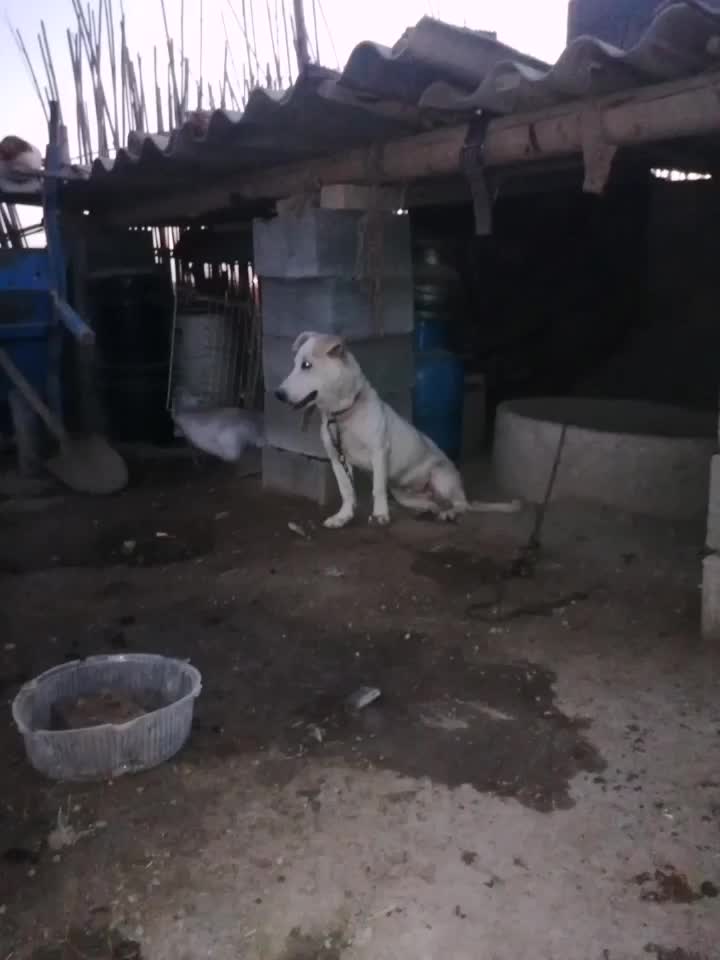 . پاکوتاه|سگ|گنبد کاووس, |دیوار