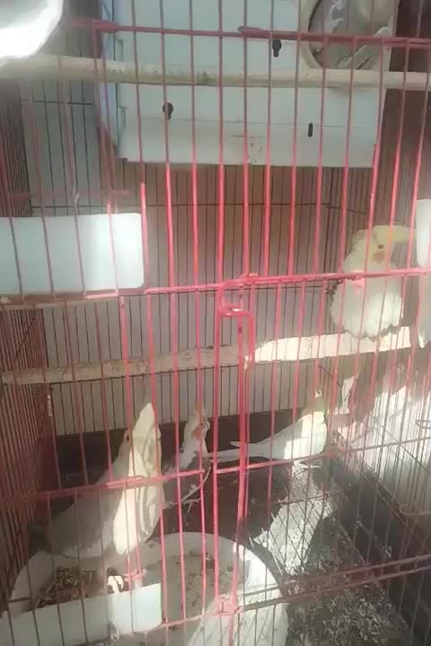 فروش ویژه چهار تا عروس هلندی...|پرنده|لنجان, |دیوار