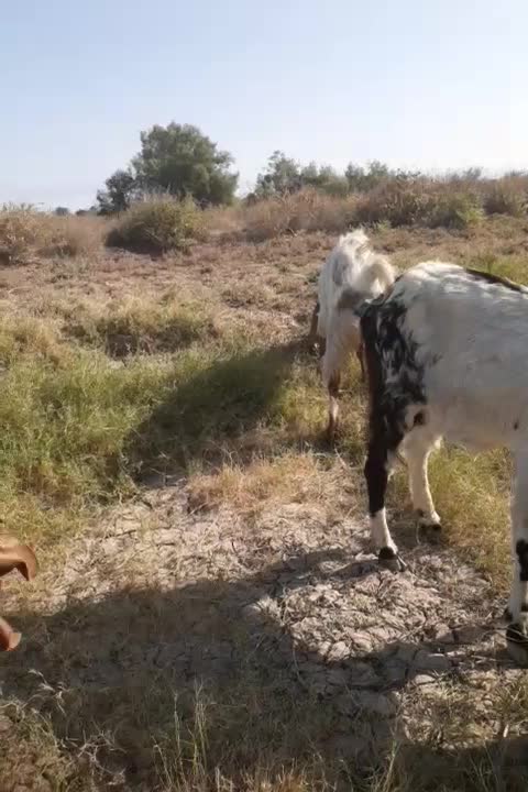 بزشیک افغانیاصل|حیوانات مزرعه|خرمشهر, |دیوار