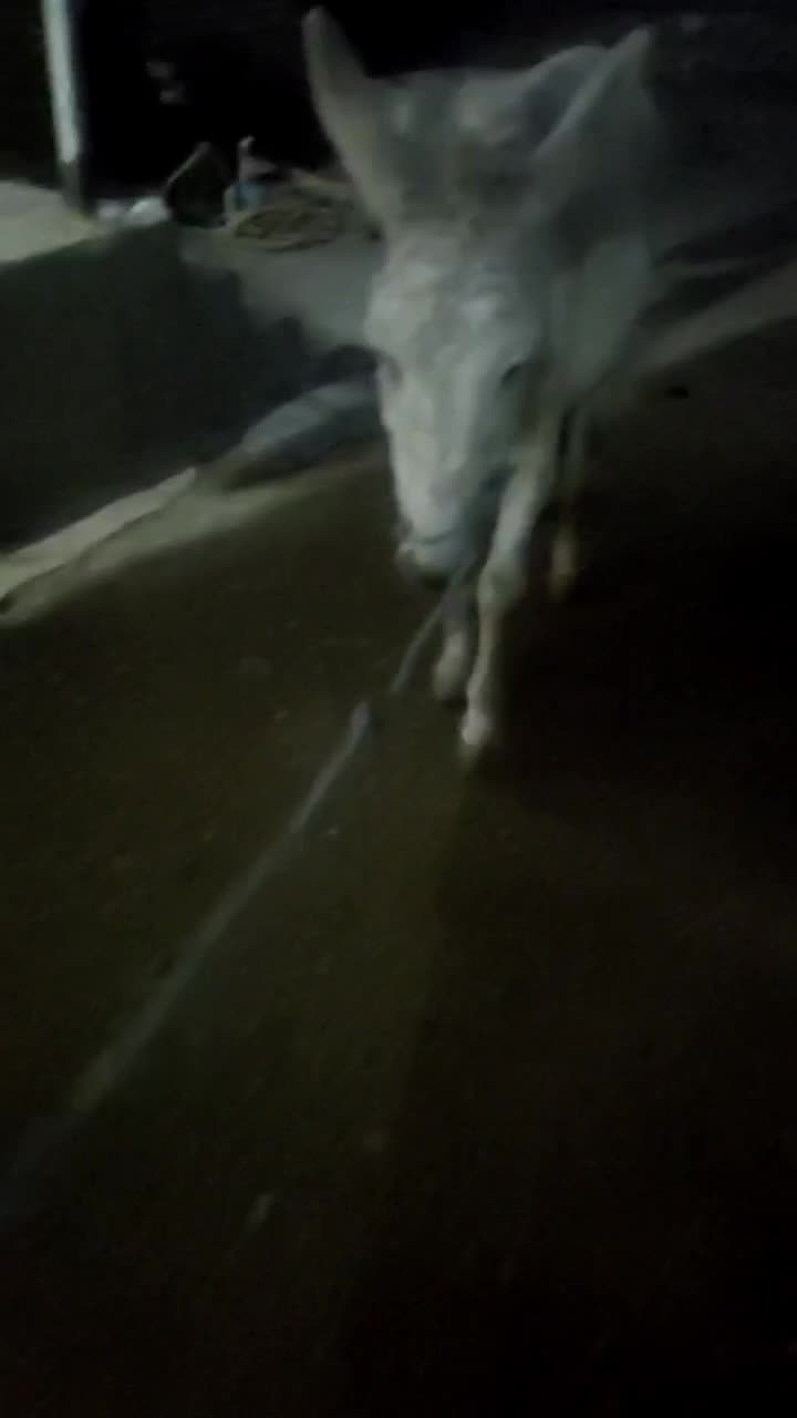 خرماده|حیوانات مزرعه|رامیان, |دیوار