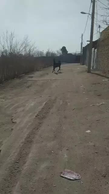 کره مادیان|اسب و تجهیزات اسب‌سواری|فلاورجان, |دیوار