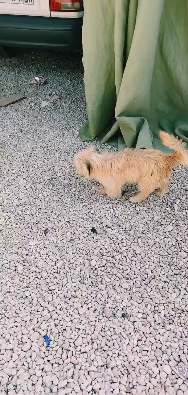 سگ خونگی|سگ|خورموج, |دیوار