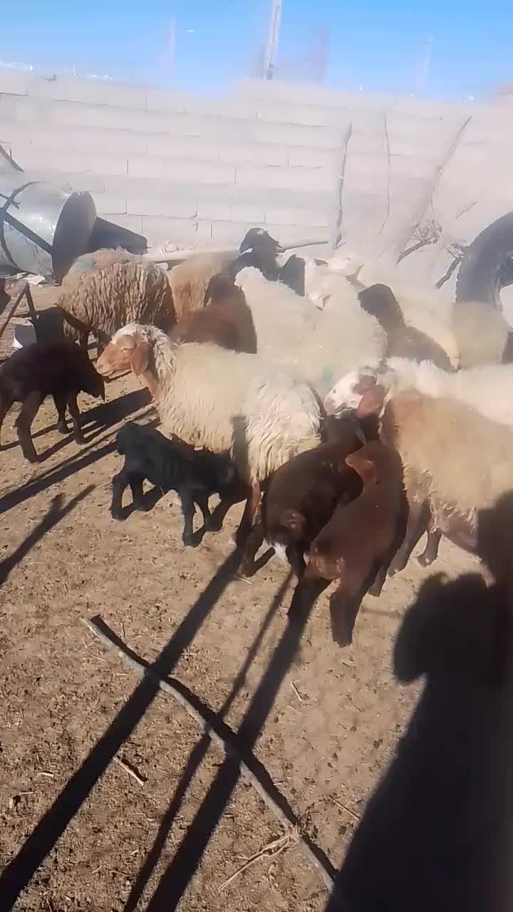 گوسفند میش|حیوانات مزرعه|معمولان, |دیوار