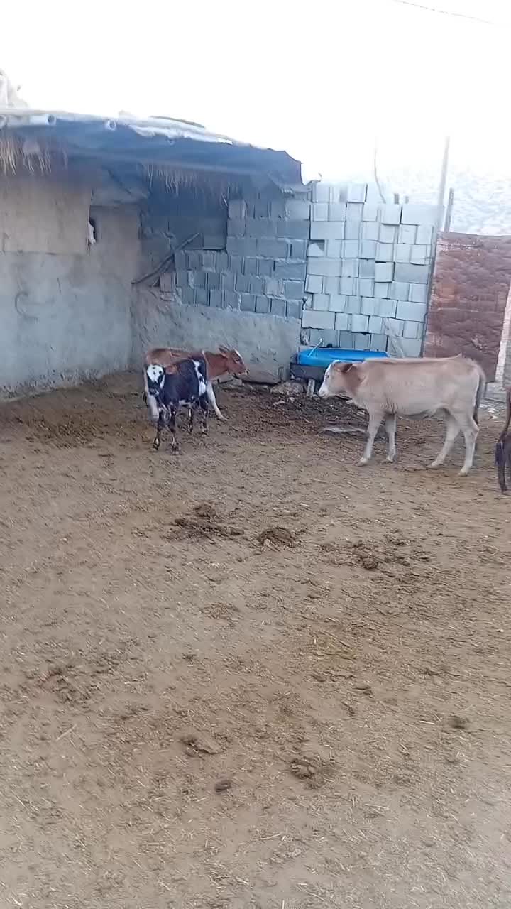 ۱۴ راس گوساله  گاو|حیوانات مزرعه|ابرکوه, |دیوار