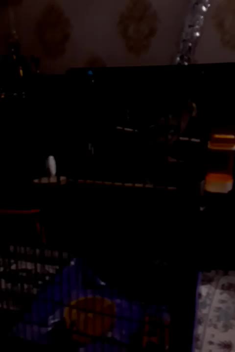 عروس هلندی ومرغ عشق|پرنده|ملارد, |دیوار