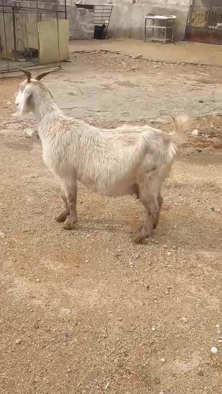 بز پاکستانی بشرط دوقلوزا|حیوانات مزرعه|کازرون, |دیوار