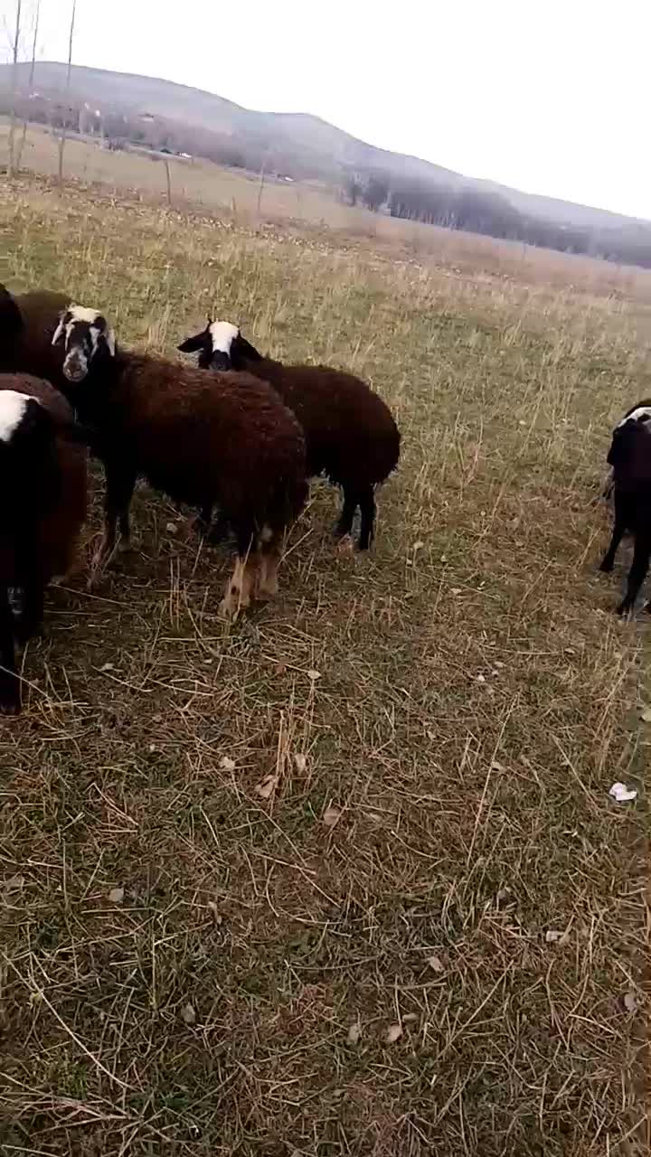 گوسفند. بره نر. بره ماده. کشتاری|حیوانات مزرعه|نیر (اردبیل), |دیوار