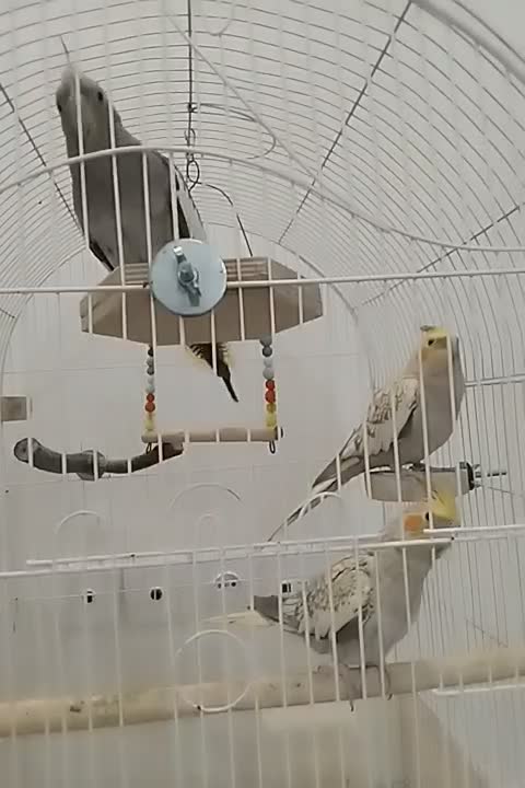 عروس هلندی|پرنده|پاکدشت, پاکدشت (مامازند)|دیوار