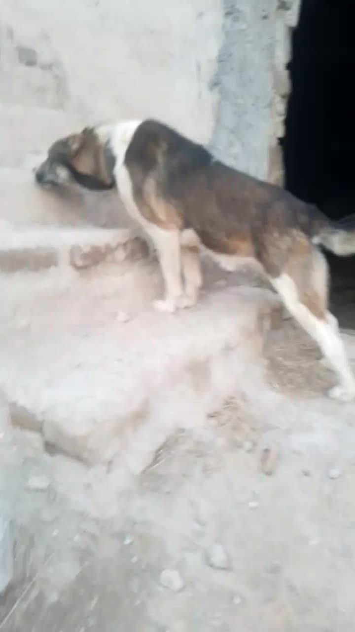 سگ خراسانی|سگ|آبکوه, |دیوار