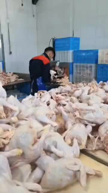 مرغ خردکن صنعتی استیل|فروشگاه و مغازه|رشت, پاستوریزه|دیوار