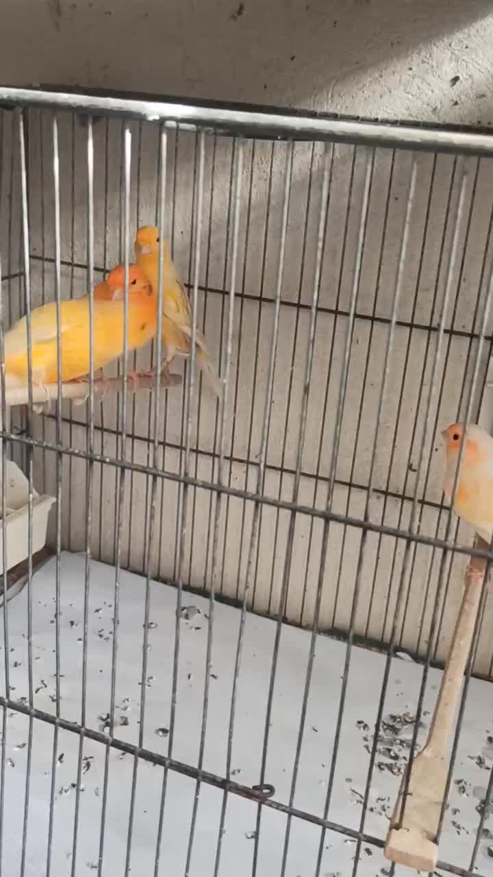 رد فکتور. سبز . پرتقالی. لیمویی . فائو|پرنده|چهارباغ, |دیوار