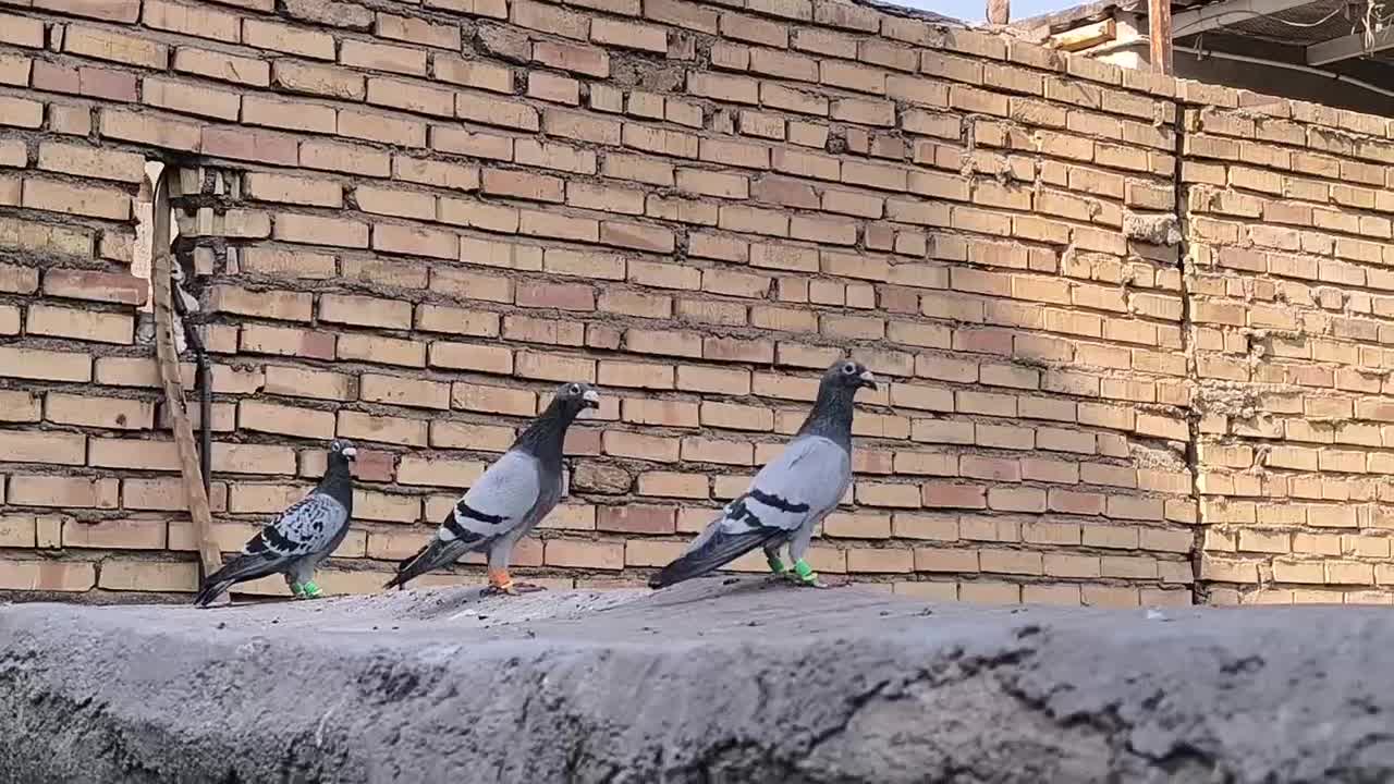 ۵ عدد کفتر سبز و پولیکی المانی اراذل سروکله دار|پرنده|مشهد, رضاییه|دیوار